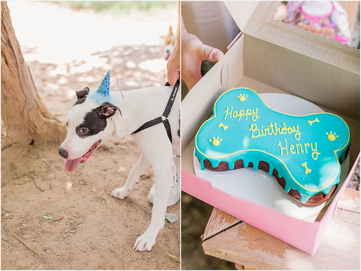 Austin Texas Dog Birthday Party Pit Bull Love Woofgang Bakery