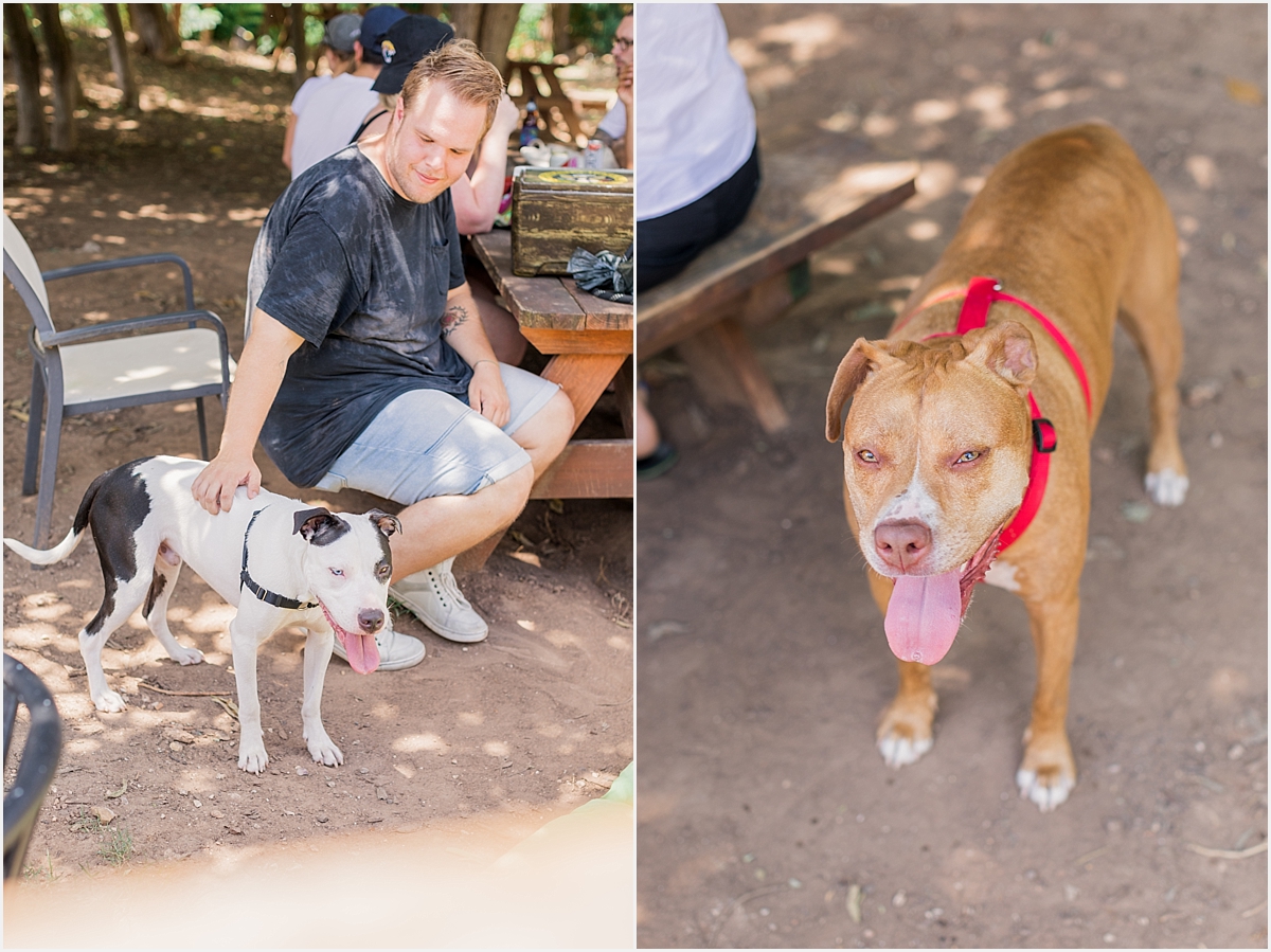 Austin Texas Dog Birthday Party Pit Bull Love Woofgang Bakery