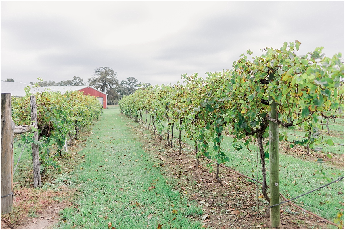 vineyard wedding, Austin Texas, ATX, Southern Wedding, Wedding Photographer, Wedding Photography, ATX, Austin Texas, Holly Marie Photography