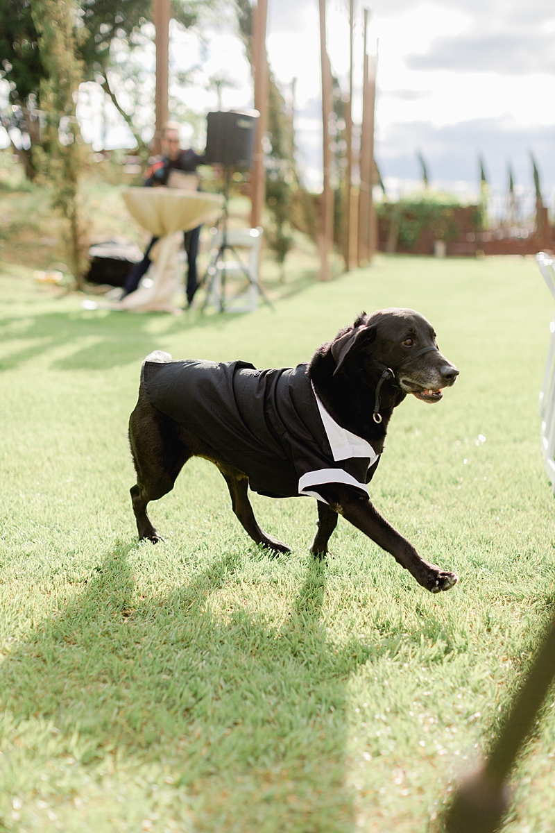 Their little pup dog CJ was the ring bearer! He had a little dog tux and everything! Austin Texas wedding photographer. Click through to see all the beautiful details from this wedding!
