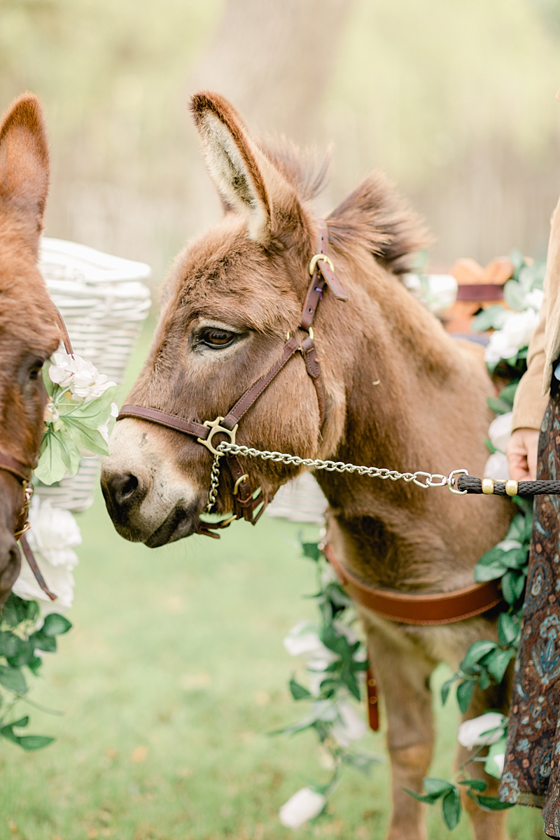 EARS WITH BEERS - these donkeys/burros if you will served beer during cocktail hour! So many handpicked, thoughtful details here in and around this wedding in the Texas Hill Country, near Austin. Click through to see the most perfect wedding day!