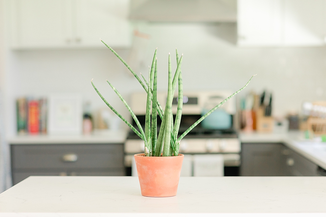 Chunky snake plant! Here are 4 house plants I believe you cannot kill. Every beginner should start with at least one of these on this list! Click through to see my favorite!
