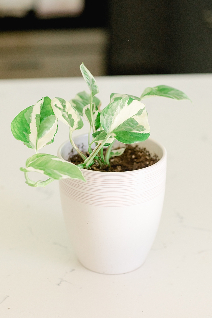 Here are 4 house plants I believe you cannot kill. Every beginner should start with at least one of these on this list! Click through to see my favorite!
