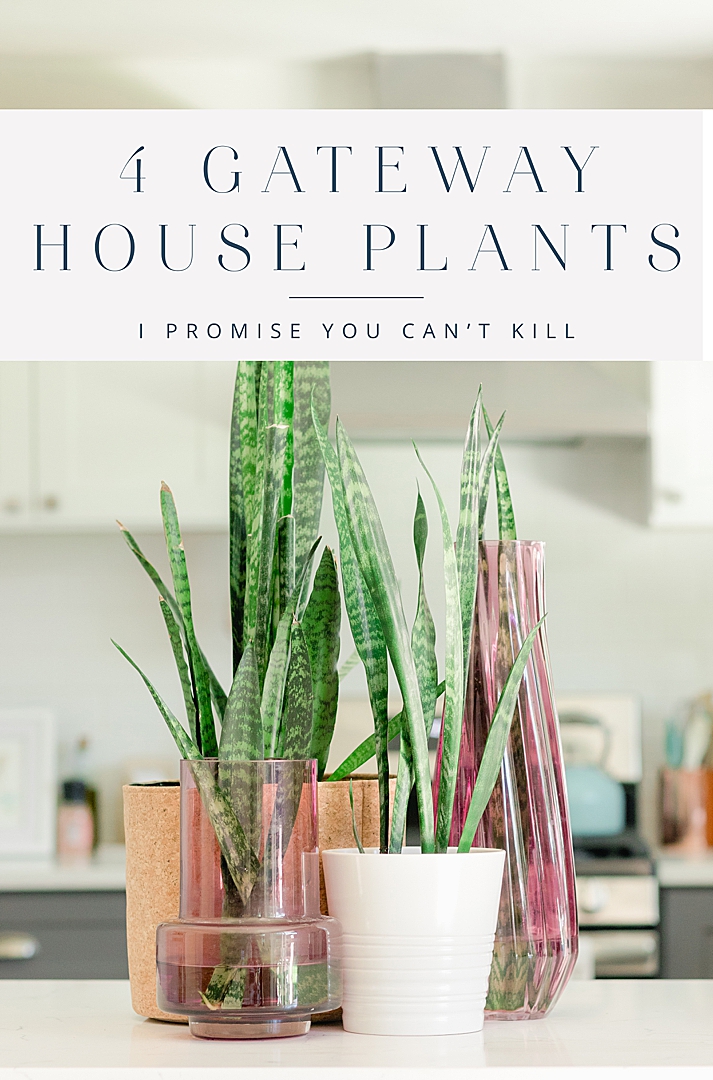 Here are 4 house plants I believe you cannot kill. Every beginner should start with at least one of these on this list! Click through to see my favorite!