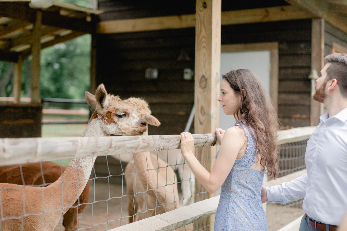 ALT TEXT: Sometimes a couple's energy is just so contagious. That’s Sebastian and Amber-Lea. They're the epitome of bubbly. Their Camp Lucy engagement session was so fun and beautiful! Plus there were ALPACAS! Click through to see their whole session!