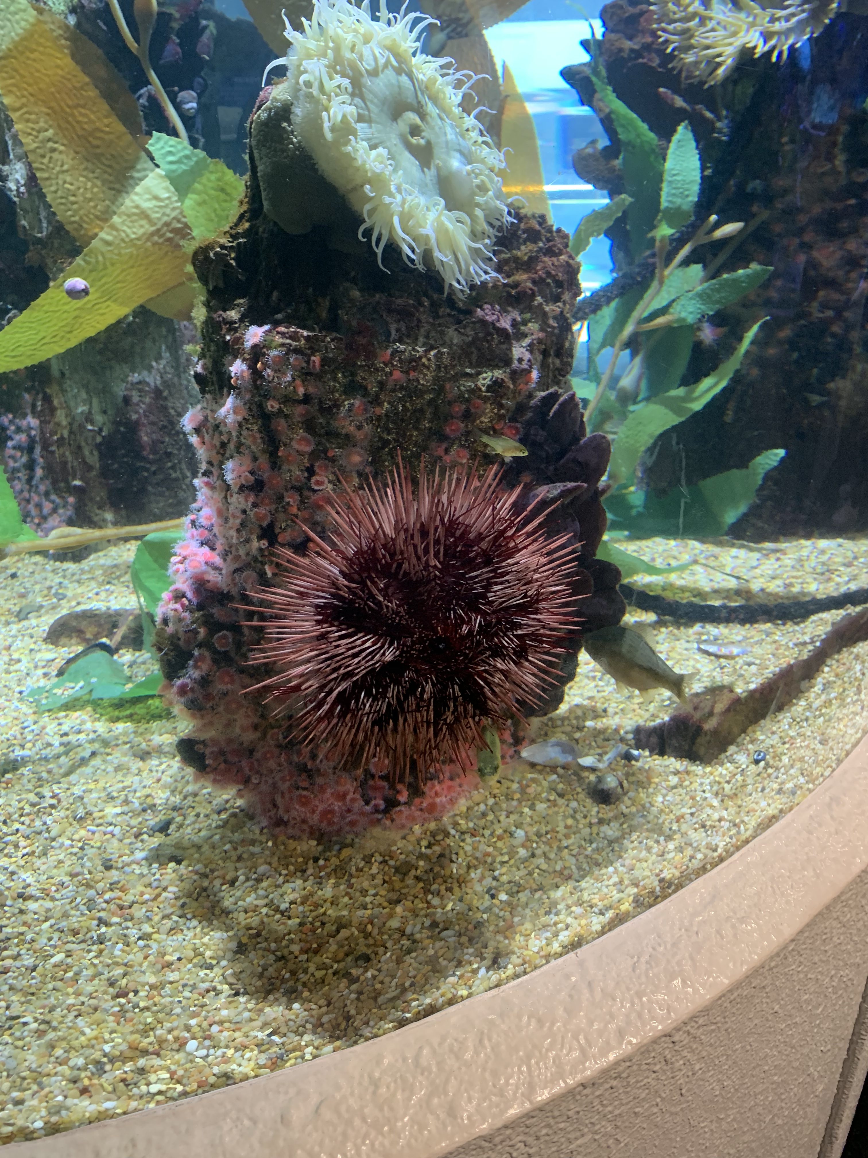San Fransisco Aquarium