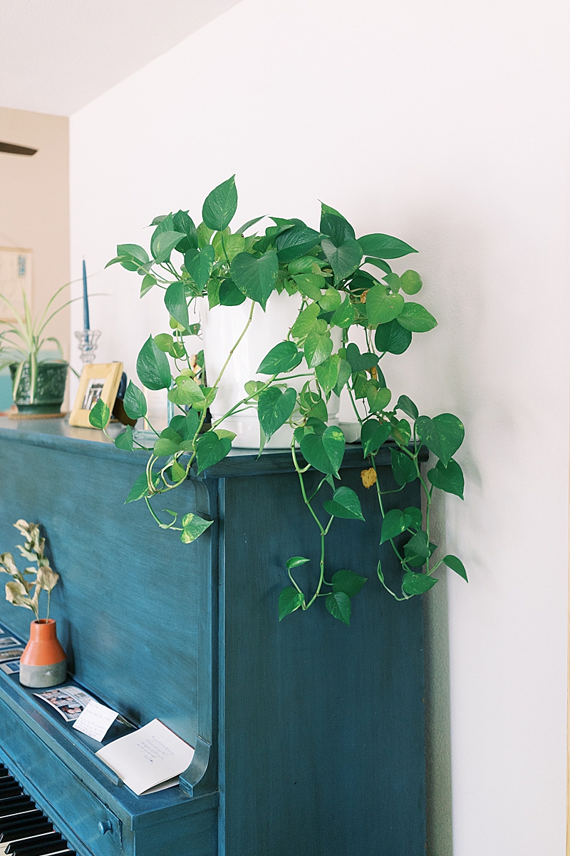 I love my house plants like they are my own little plant babies. Here are all my favorite ways to love on them and see them grow big and strong!