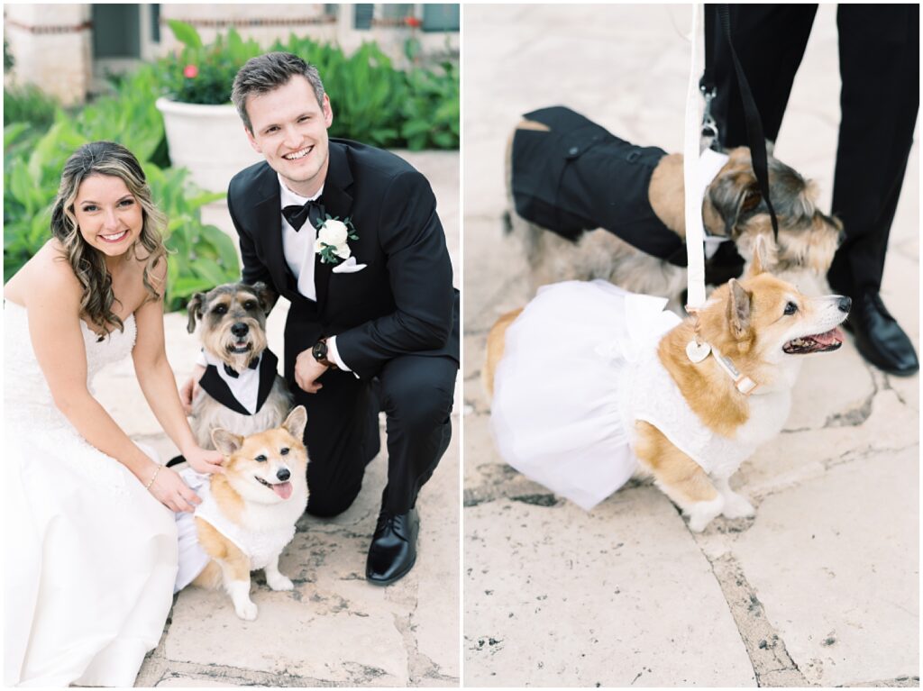Bride and groom with their Corgi dressed up at Vintage Villas in Austin, Texas